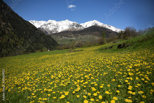 paesaggio di montagna con fiori in primavera  © franzdell
