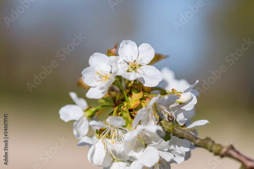 Flowering fruit tree