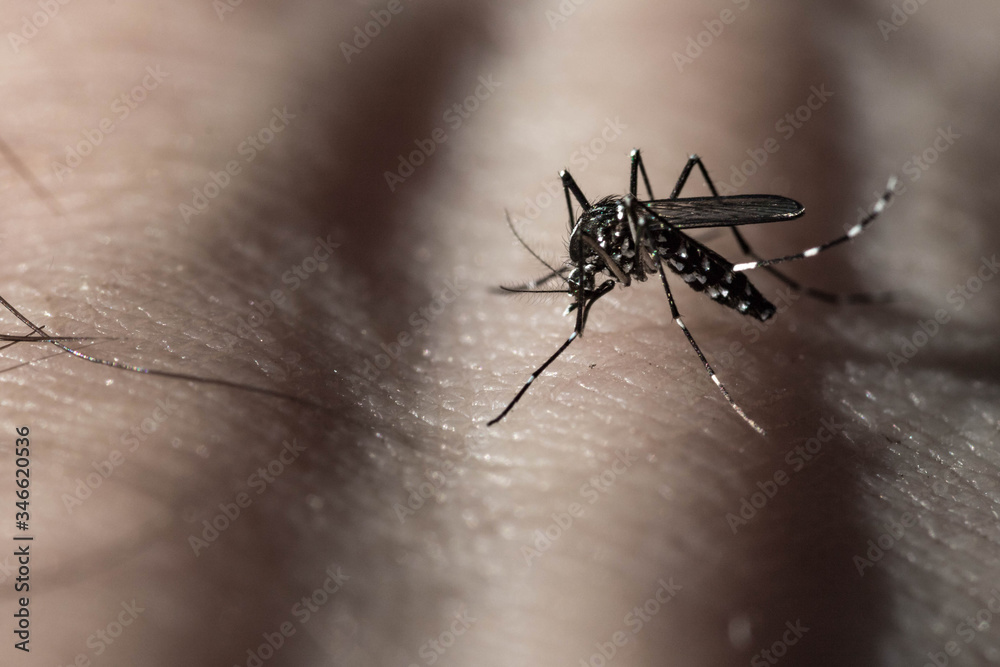 La Piqure Du Moustique Tigre Stock Photo Adobe Stock La Piqure Du Moustique Tigre Stock Photo Adobe Stock