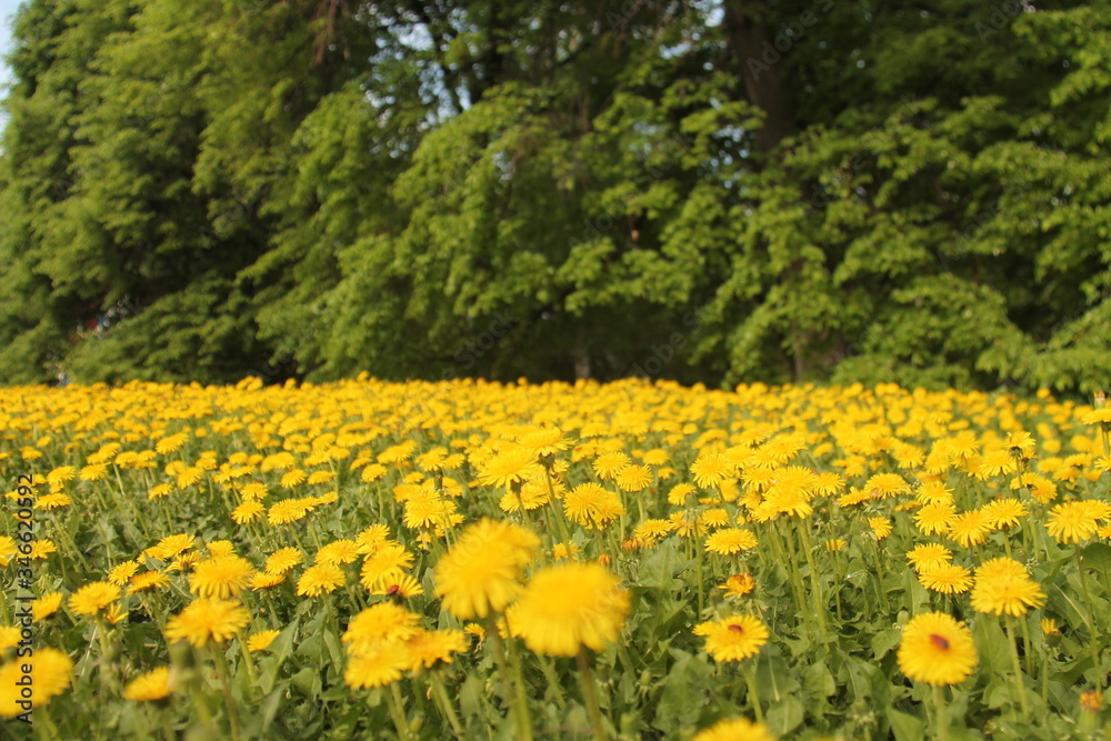 field of yellow flowers field of yellow flowers