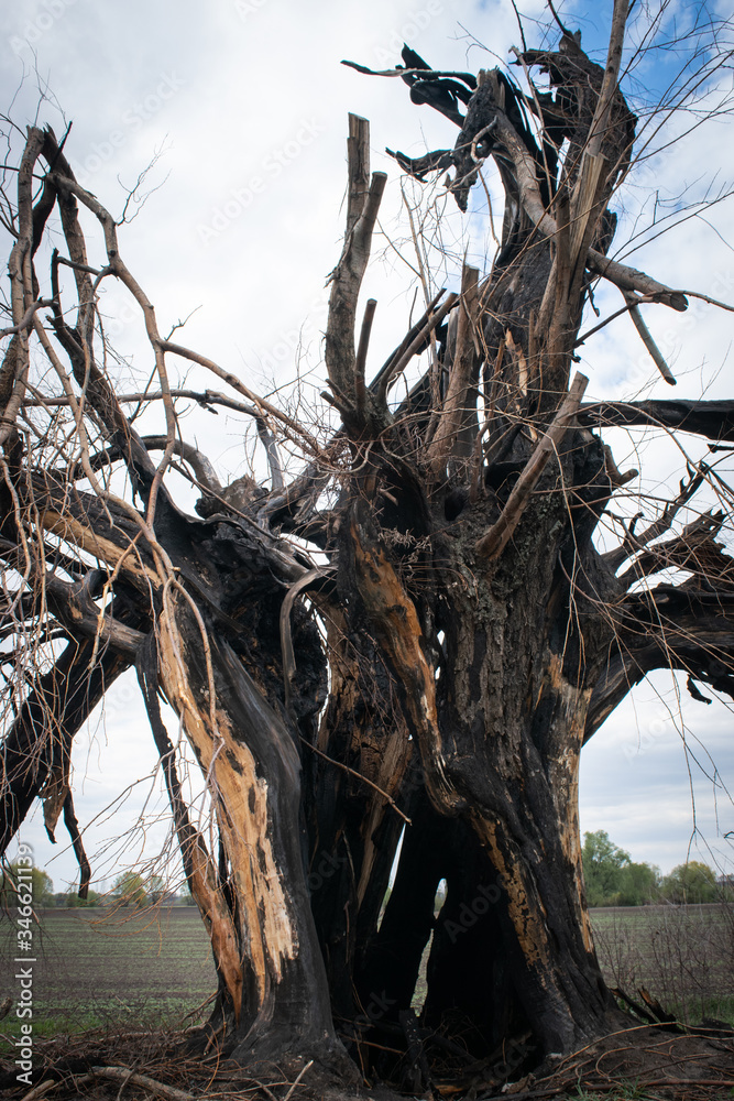 The fabulous dramatic lonely tree with a burnt black trunk after a lightning strike on cloudy sky background. The fabulous dramatic lonely tree with a burnt black trunk after a lightning strike on cloudy sky background.