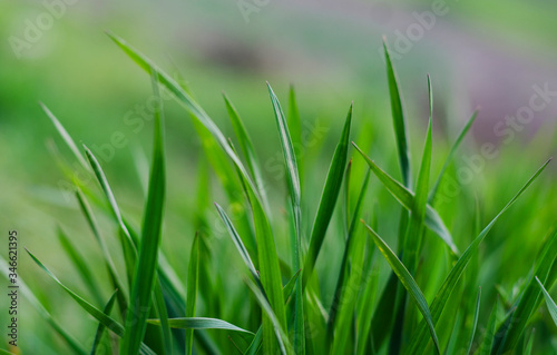 Fresh green grass © ketrin08