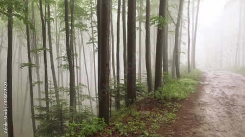 foggy forest