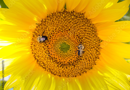 Beautiful sunflower with bees enjoying the sun