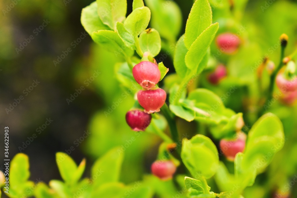 Flower of European blueberry on a bush in the garden. Flower of European blueberry on a bush in the garden.