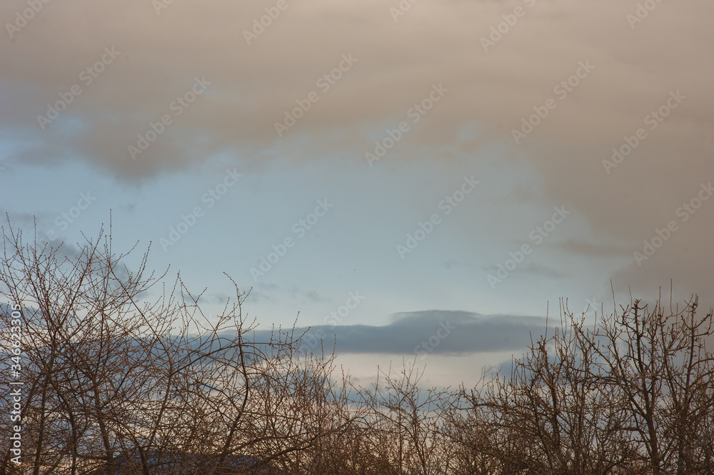 Bare tree branches against the sky in the evening Bare tree branches against the sky in the evening