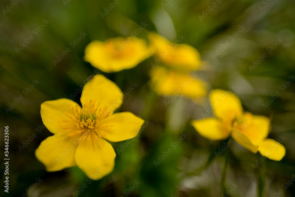 macro yellow flowers

