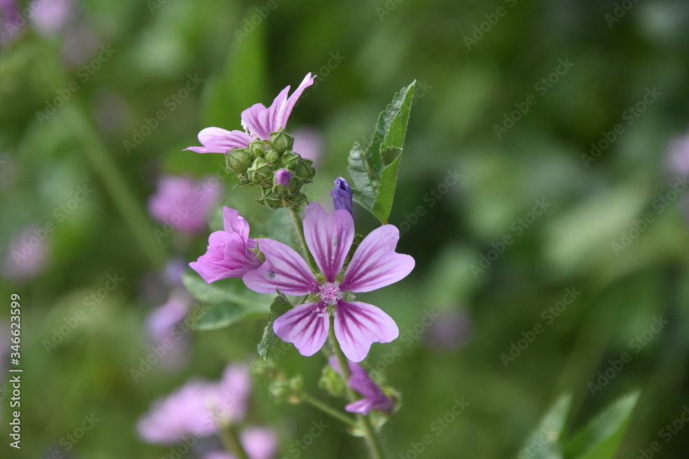 flor flor