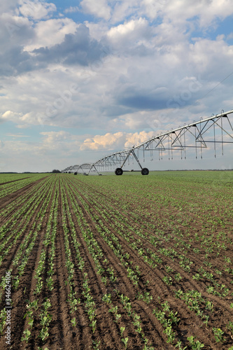 Irrigation system for water supply in pea field splashing water to plants, watering equipment