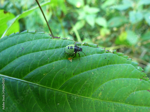 ant on leaf