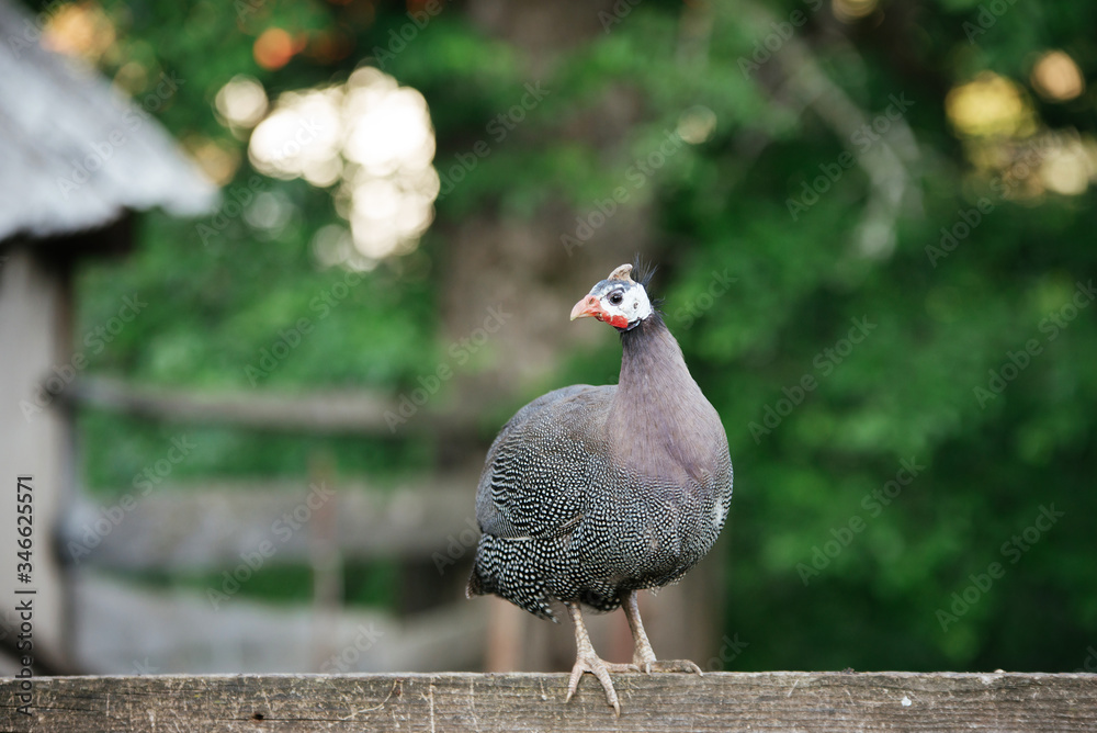 Guinea fowl sitting on the fence, morning in Georgia. Guinea fowl sitting on the fence, morning in Georgia.