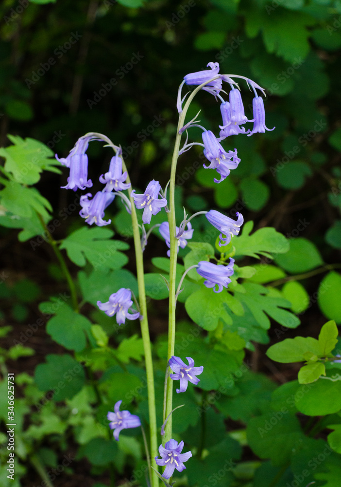 Φωτογραφία Field of wild flowers in bloom in the spring include Spanish bluebells otherwise known as hyancinth hispanica