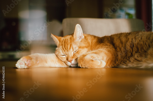 Sleepy ginger cat looking like garfield lying down on a table for a little nap photo