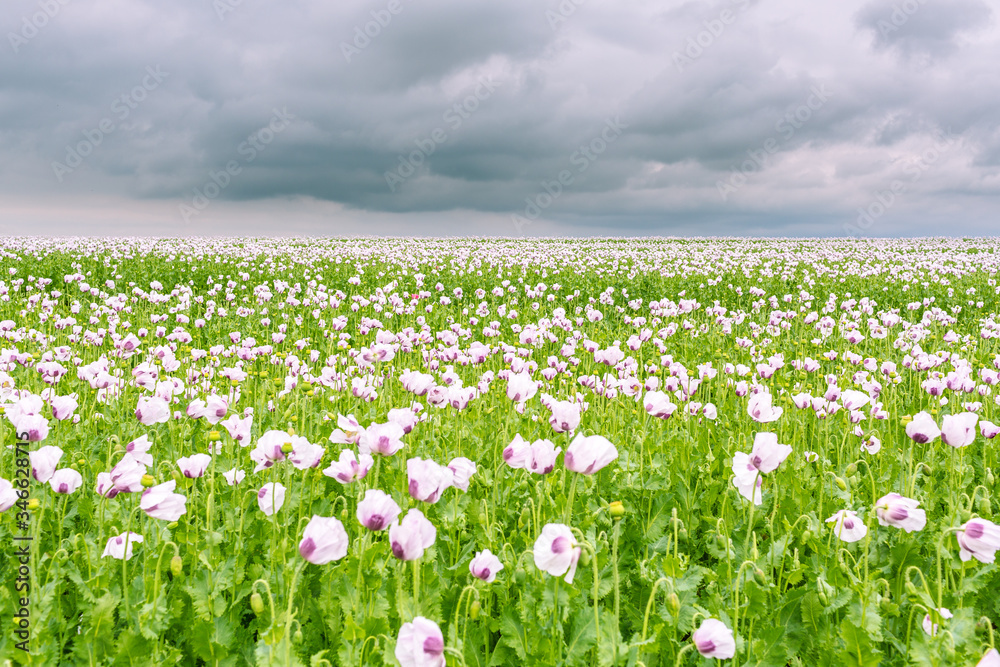 Beautiful and colorful field of white poppy flowers
