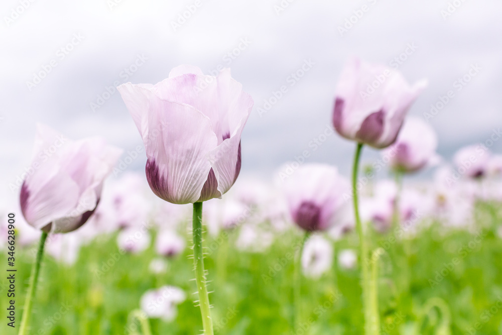 Beautiful and colorful field of white poppy flowers