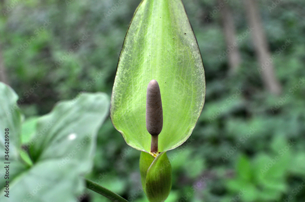Arum besserianum blooms in the forest in spring. Arum besserianum blooms in the forest in spring.