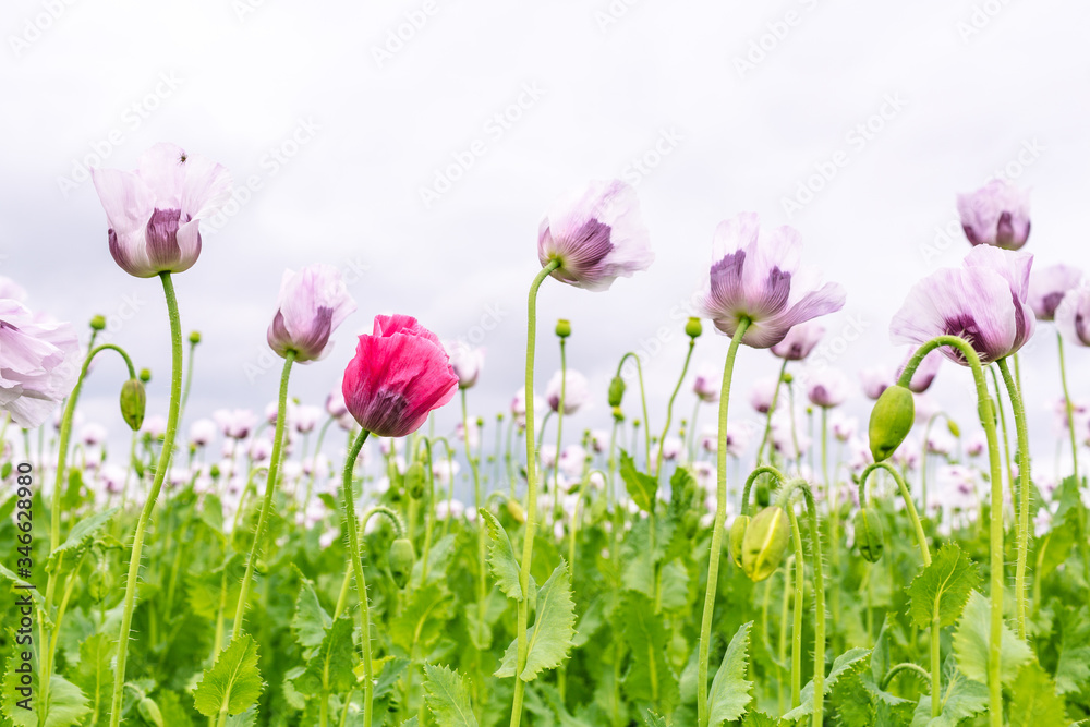 Beautiful and colorful field of white poppy flowers Beautiful and colorful field of white poppy flowers