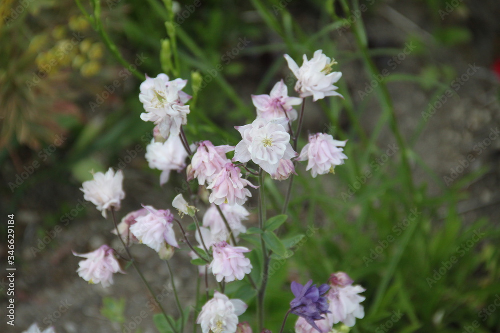 Colorful pastel columbine granny's bonnet spring wildflowers Colorful pastel columbine granny's bonnet spring wildflowers