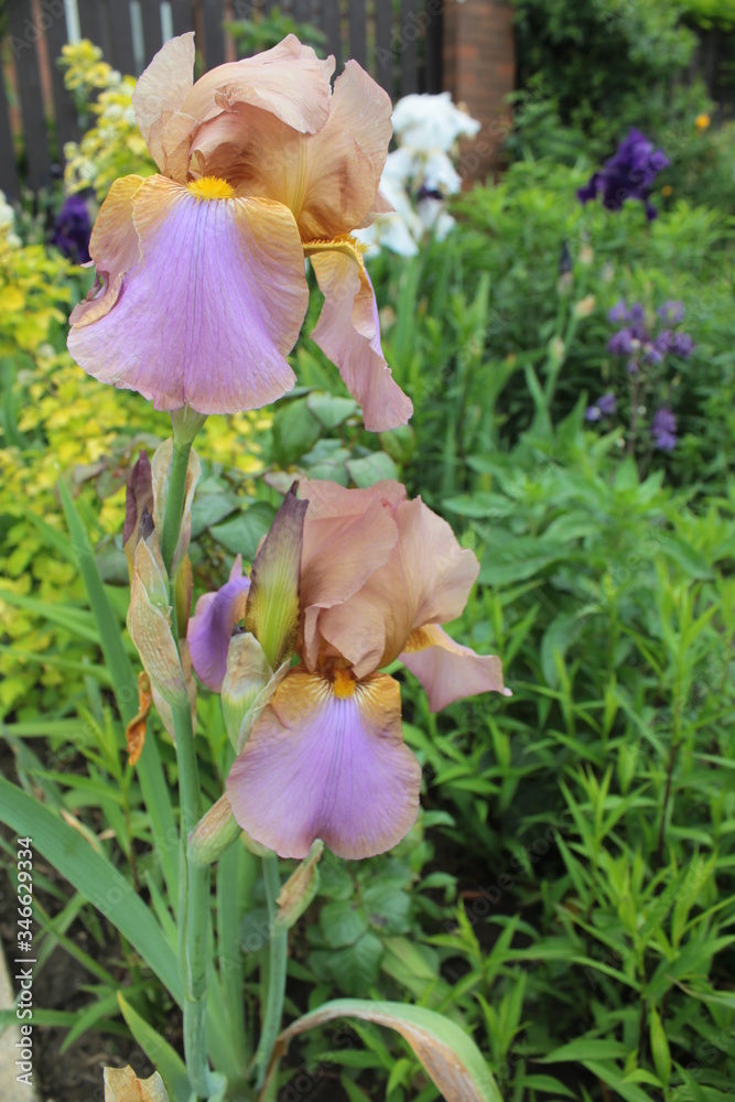 Beautiful irises and other plants grow in the spring garden.
