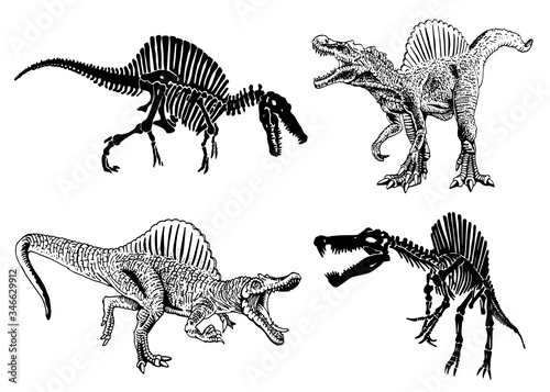 Graphical set of sinosaurses and skeletons isolated on white bakground, vector illustration