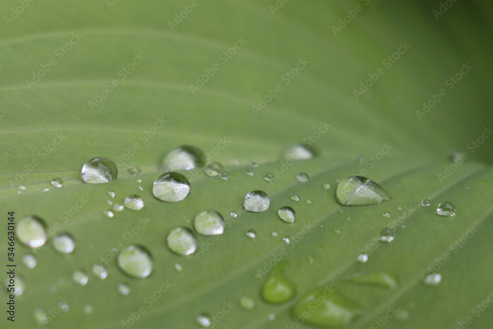Closeup of beads of water droplets on hosta leaves