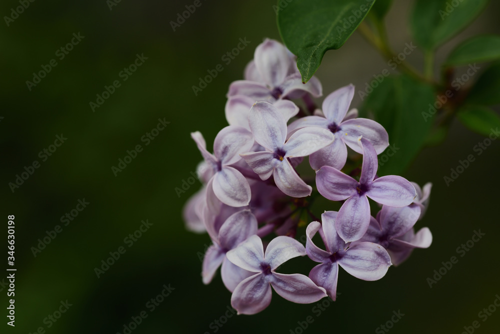 Close-up of isolated lilac with small flowers, against a green background, in spring Close-up of isolated lilac with small flowers, against a green background, in spring
