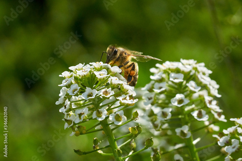 Bee in white flowers with nector ball