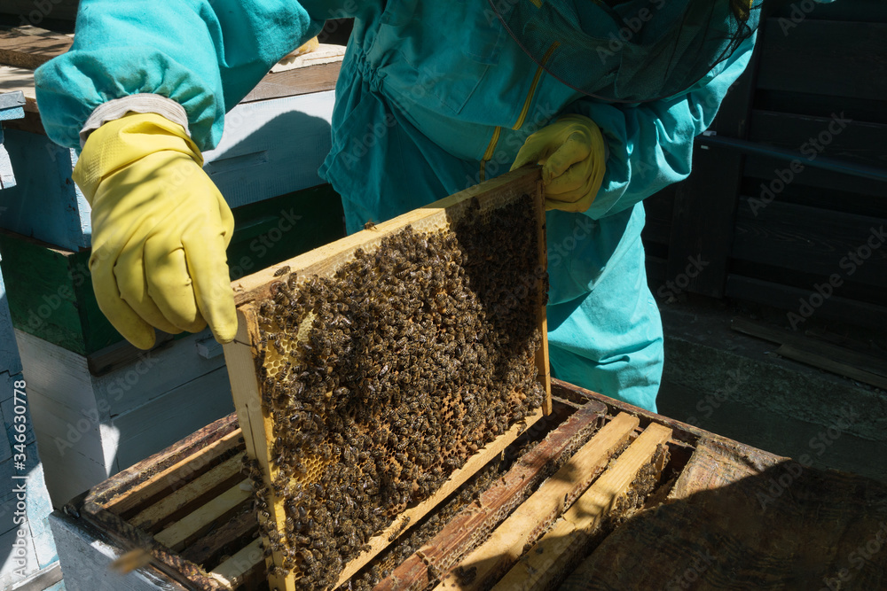 beekeeper in a blue protective suit and yellow gloves pulls out a frame with bees from the hive, apiculture and honeycomb, developing family business beekeeper in a blue protective suit and yellow gloves pulls out a frame with bees from the hive, apiculture and honeycomb, developing family business