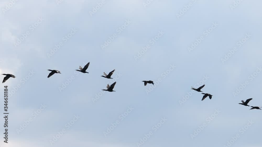 cormorants flying in the beautiful sky Slow Motion cormorants flying in the beautiful sky Slow Motion