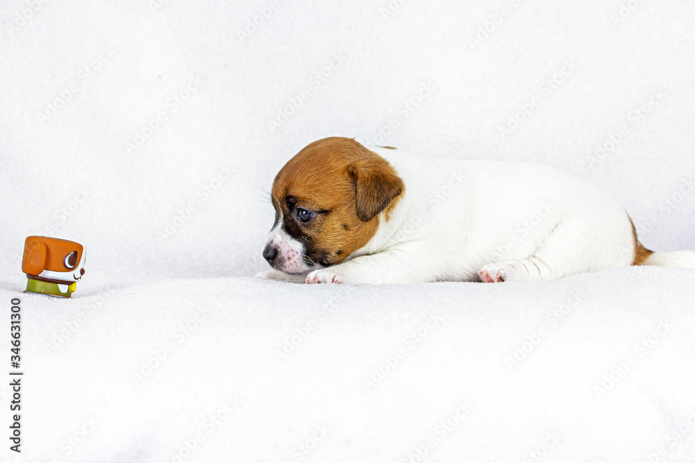 white background and looks at a small rubber toy. Four weeks from birth white background and looks at a small rubber toy. Four weeks from birth