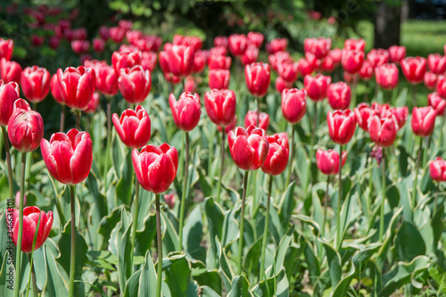 Large field of red tulips