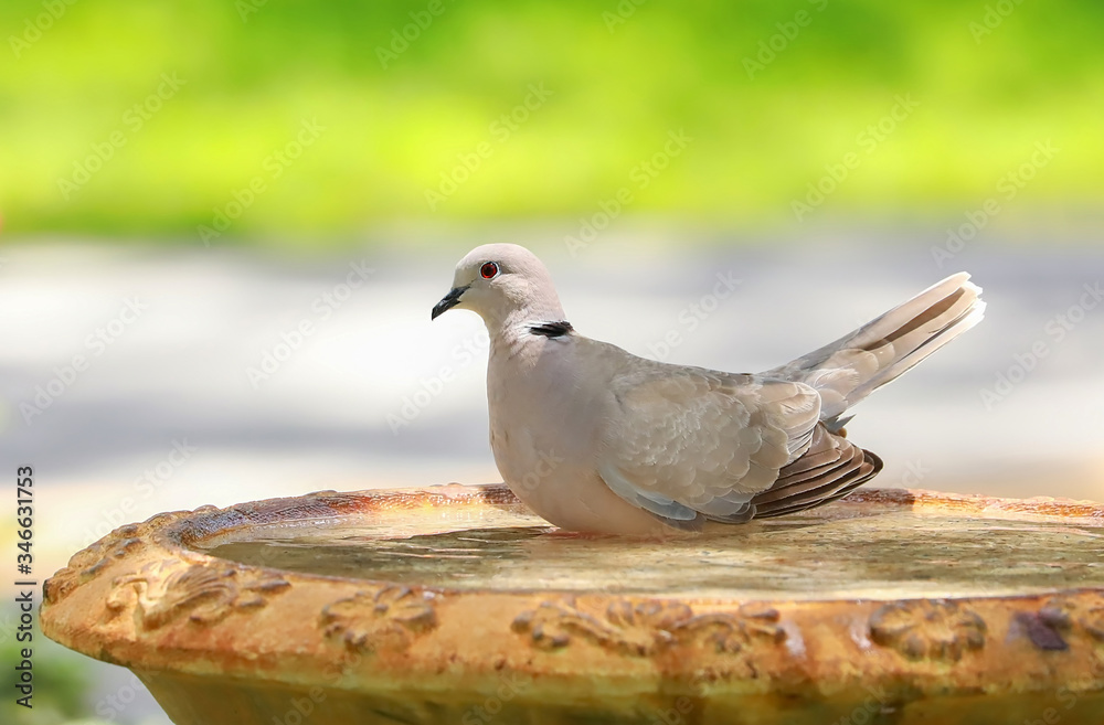 Ring neck dove with bright eyes cools off in a colorful garden birdbath. Ring neck dove with bright eyes cools off in a colorful garden birdbath.