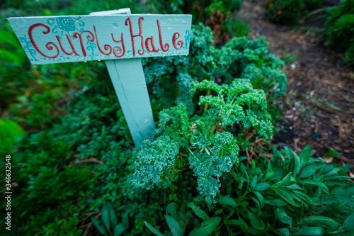 Kale garden