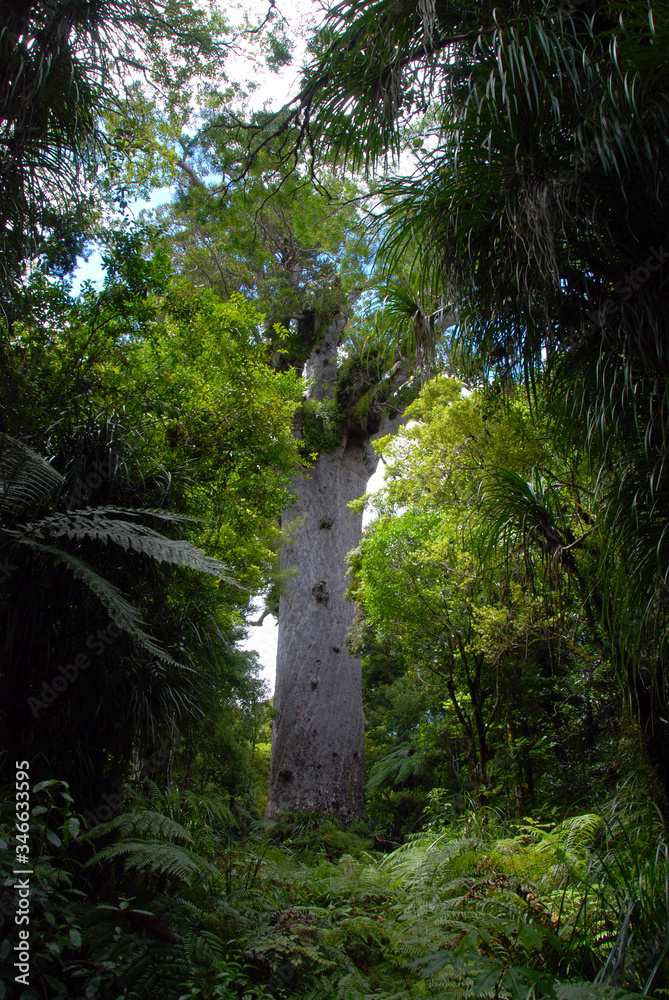 mighty kauri tree on New Zealand north island