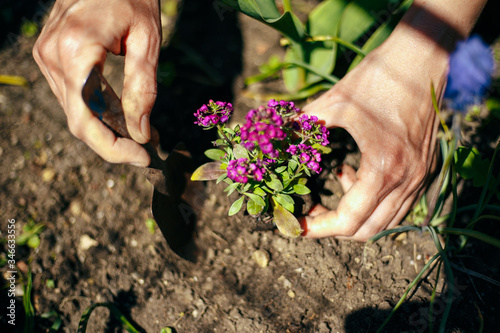 Fototapeta Naklejka Na Ścianę i Meble -  Closeup of woman's hands planting purple flower into the ground in her home garden helping with a trowel. A gardener transplant the plant on a bright sunny day. Horticulture and gardening concept.