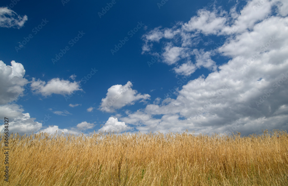 Cereal and field against the sky and clouds