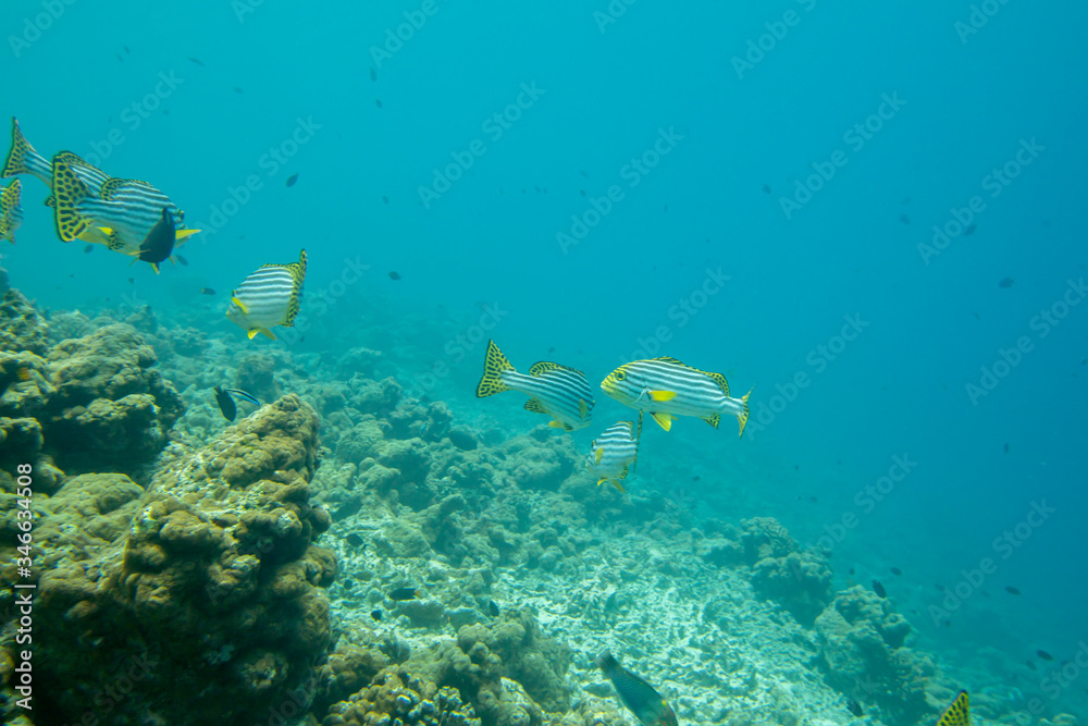 Underwater panorama of dead bleached stony coral with fishes on the tropical reef in Maldives. Underwater life concept.