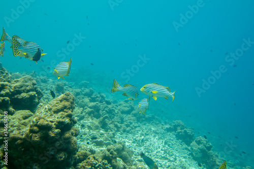 Underwater panorama of dead bleached stony coral with fishes on the tropical reef in Maldives. Underwater life concept.