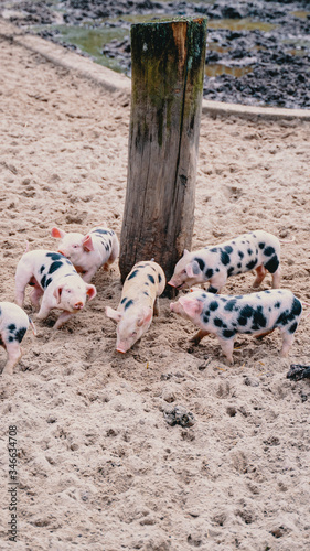 cute little pigs running around
