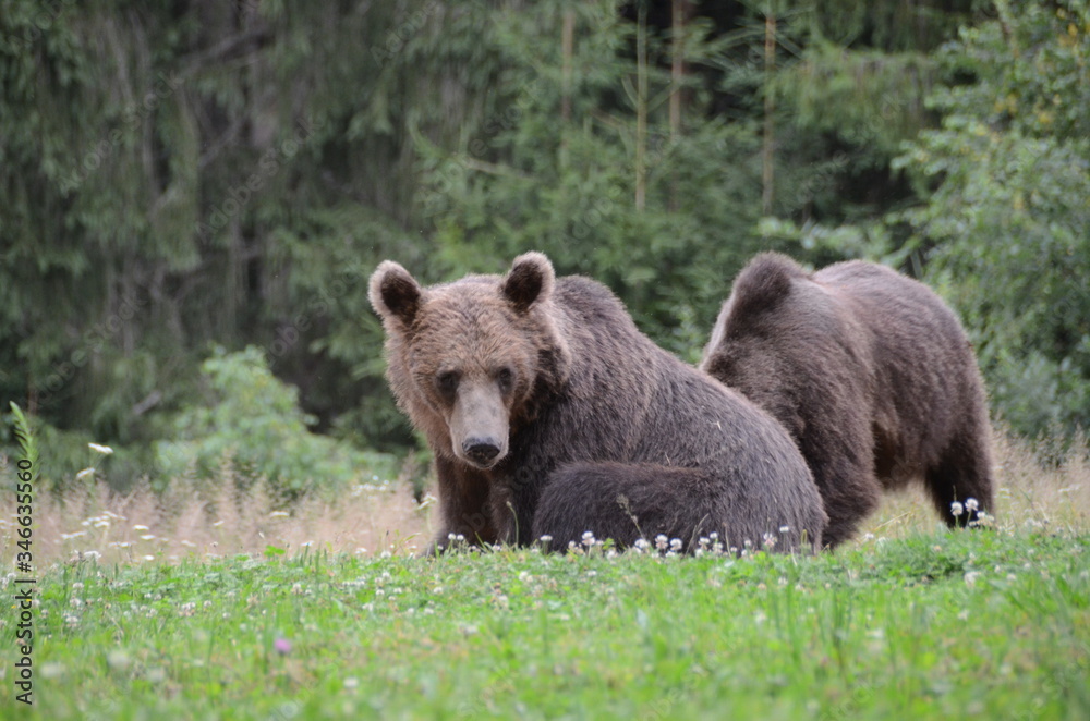 Orsi bruni europei in una radura in mezzo nel bosco tra i monti Carpazi Orsi bruni europei in una radura in mezzo nel bosco tra i monti Carpazi