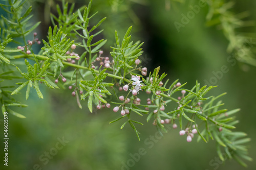 A perfect monitor background with this asparagus fern photography