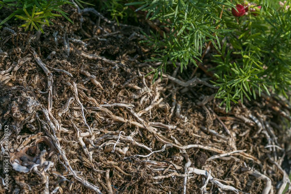 Old dead feathery fern roots
