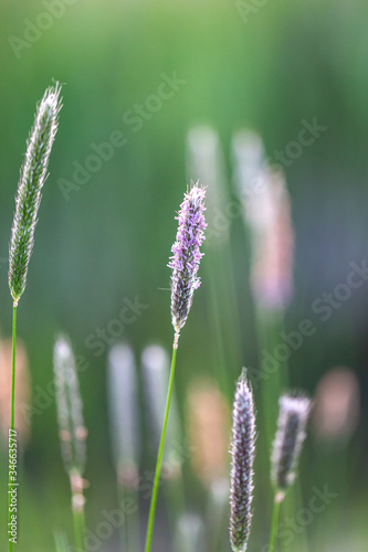 Grasses in the countryside, with a shallow depth of field