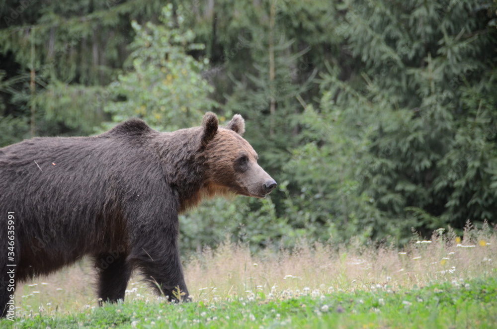 Orsi bruni europei in una radura in mezzo nel bosco tra i monti Carpazi