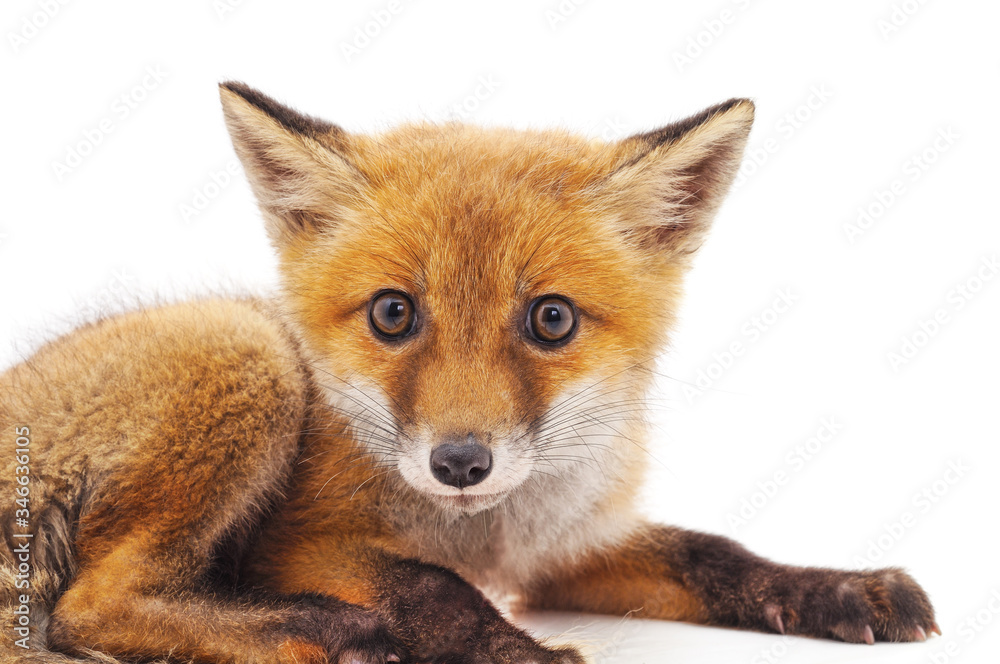 One little fox. One little fox.