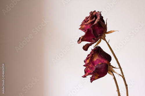 dried rose on a white background photo