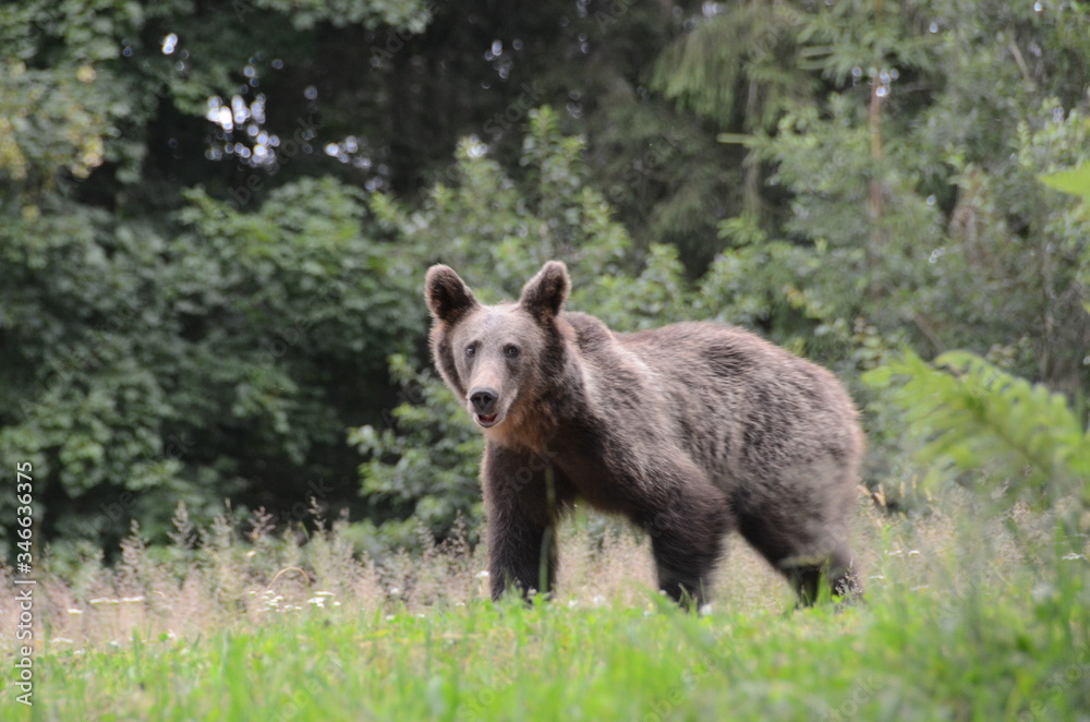 Orsi bruni europei in una radura in mezzo nel bosco tra i monti Carpazi