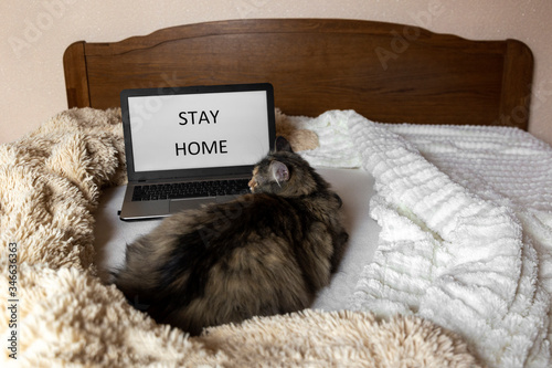 Cozy workplace on the bed, soft blankets ,fluffy cat and laptop with "Stay home" written on the screen