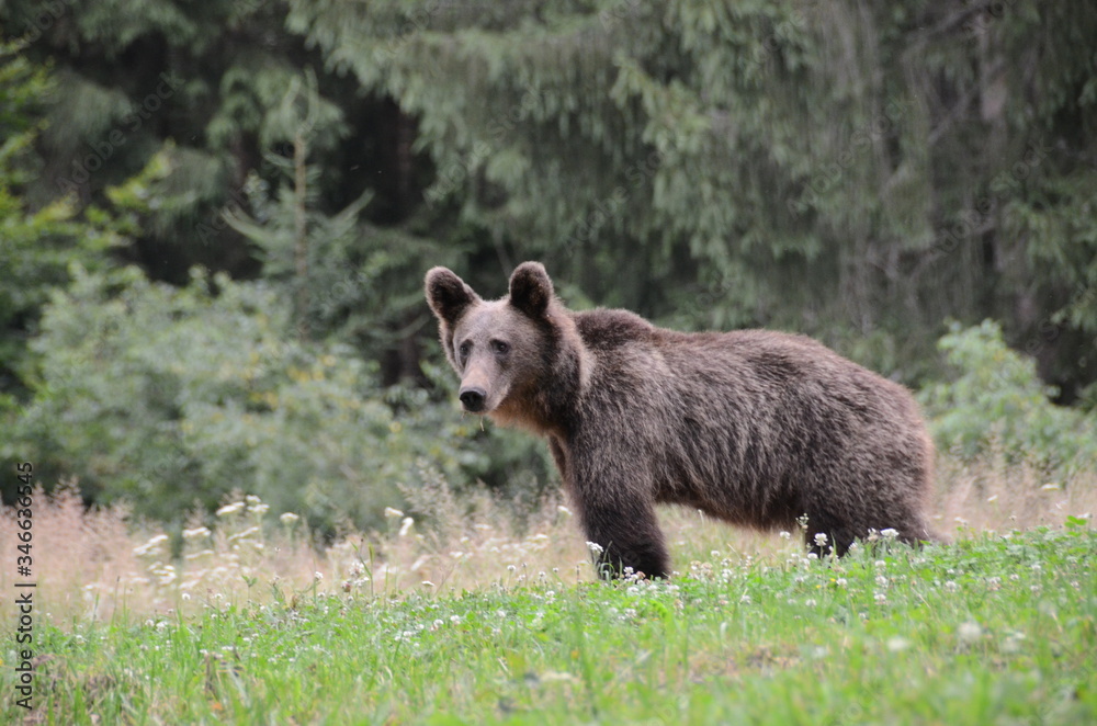 Orsi bruni europei in una radura in mezzo nel bosco tra i monti Carpazi