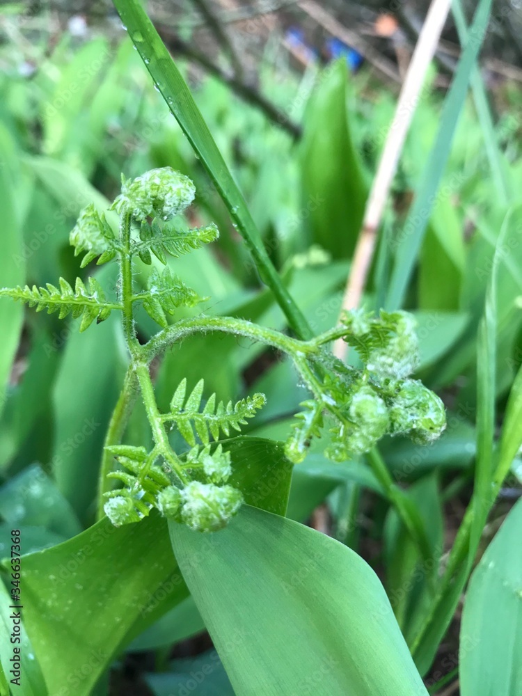 spring flowers after the rain. Macro mode
